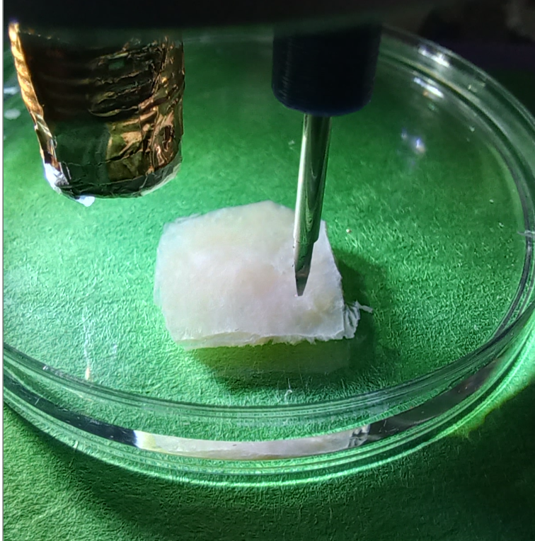 Robotic isolation and sorting of primary and secondary developing bovine oocytes with Atera's AIM Platform.